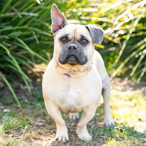 An adult medium-sized male American Bulldog dog named Winston for adoption in Camarillo, CA