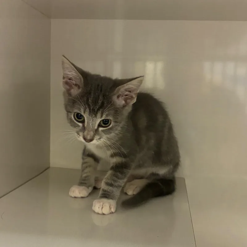 A baby small-sized male Gray / Blue / Silver Domestic Short Hair cat named Dorian for adoption in Redwood City, CA