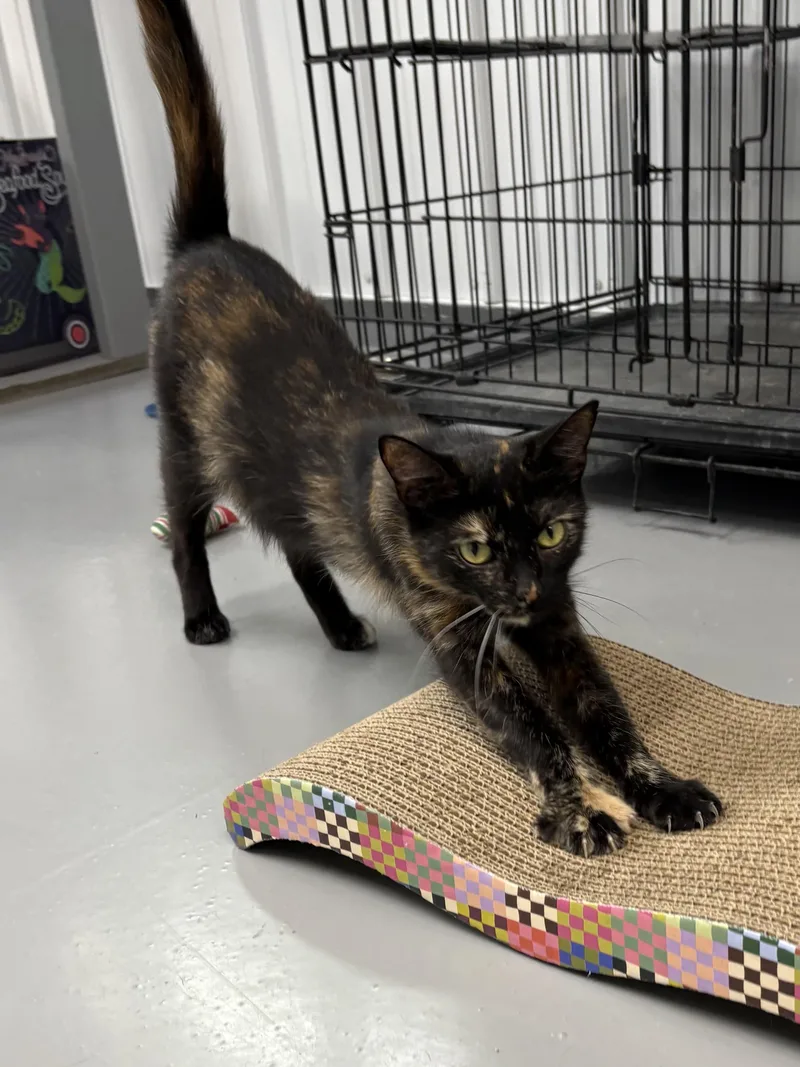 An adult medium-sized female Tortoiseshell cat named Churro for adoption in Big Rapids, MI