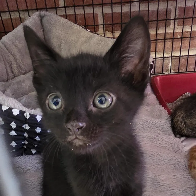 A baby small-sized male Black Domestic Short Hair cat named Eleven for adoption in Camden, DE