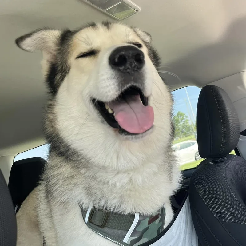 An adult large-sized male Tricolor (Brown, Black, & White) Husky dog named Kenobi for adoption in Statesboro, GA