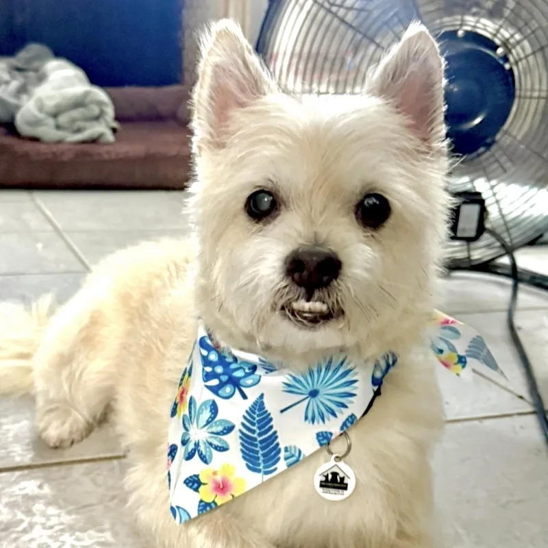 An adult small-sized male White / Cream West Highland White Terrier / Westie dog named Eli for adoption in Santa Monica, CA