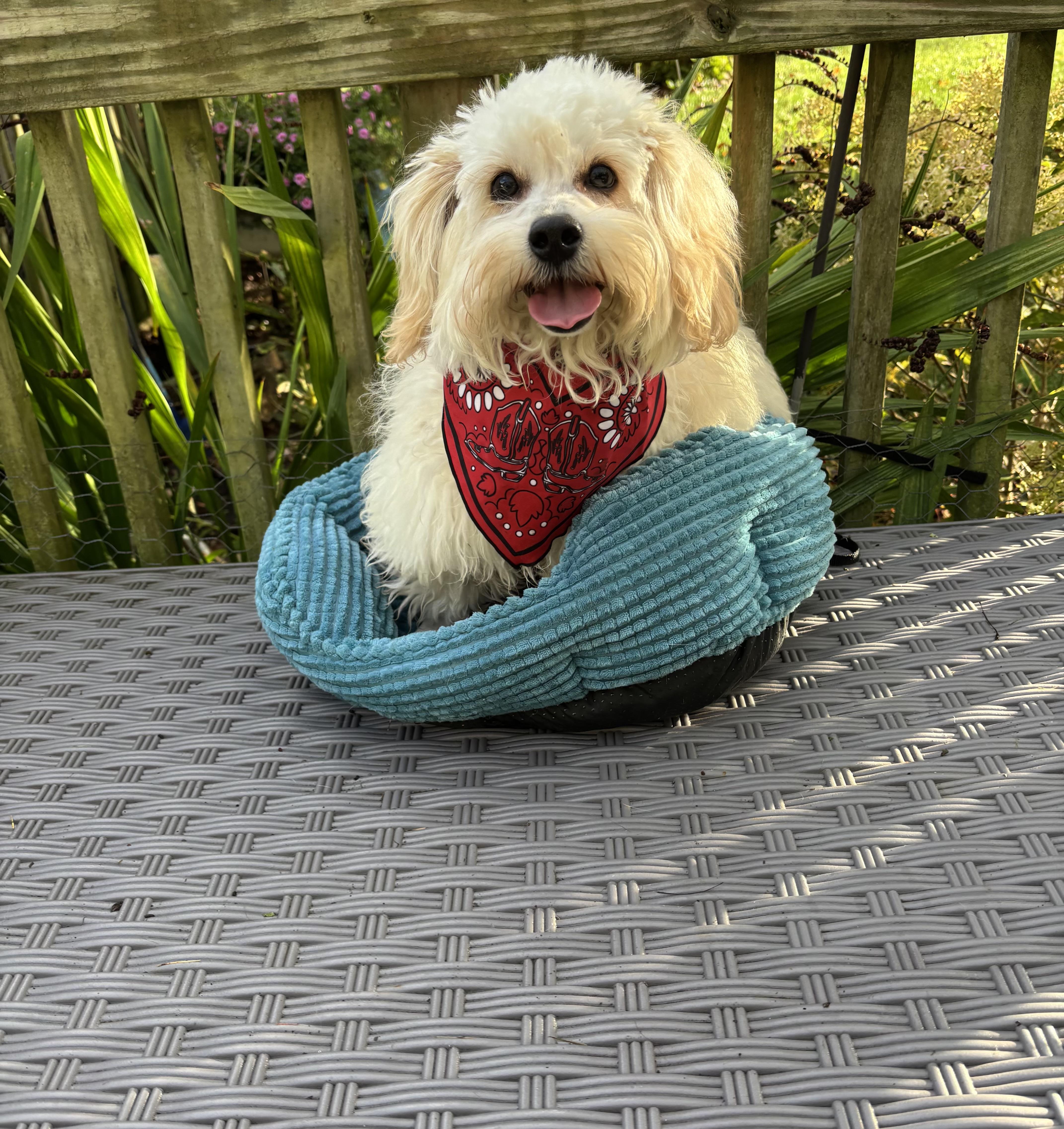 A young small-sized male White / Cream Maltipoo dog named Pumpkin for adoption in White Lake, MI
