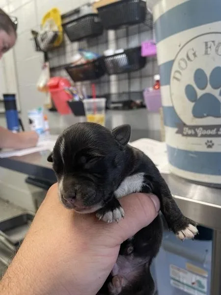 A baby small-sized female Pit Bull Terrier dog named Catherine for adoption in Mobile, AL
