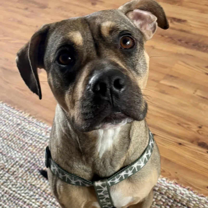 An adult medium-sized male Golden Mixed Breed dog named Sonny! The Quiet Cuddle for adoption in Houston, TX