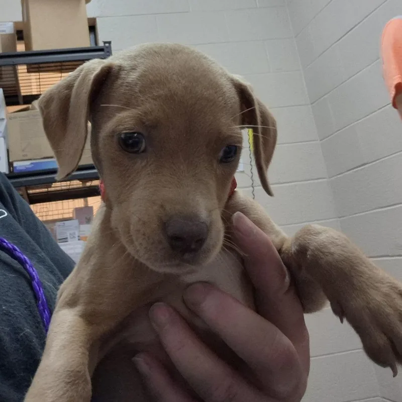 A baby medium-sized female Yellow / Tan / Blond / Fawn Labrador Retriever dog named Prue for adoption in Ardmore, OK