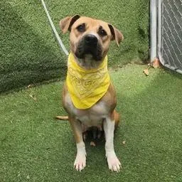 An adult medium-sized female Golden American Staffordshire Terrier dog named Coco for adoption in Oak Point, TX