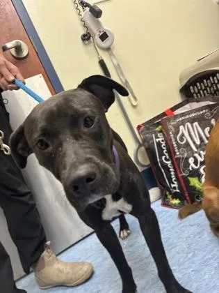 A baby medium-sized female Black Mixed Breed dog named Mick for adoption in Charleston, SC