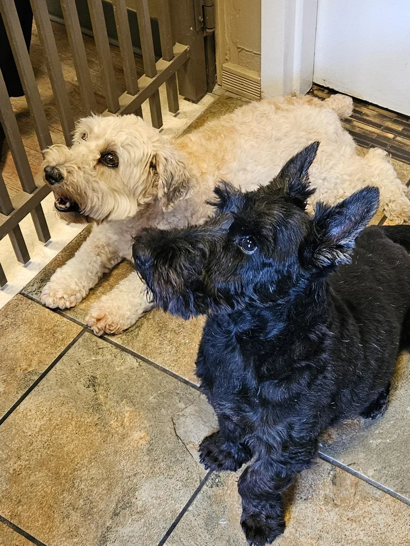 Doris and Hogan thumbnail 2