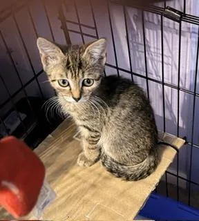 A baby small-sized male Brown / Chocolate Domestic Short Hair cat named Korben Ewadar for adoption in Chandler, AZ