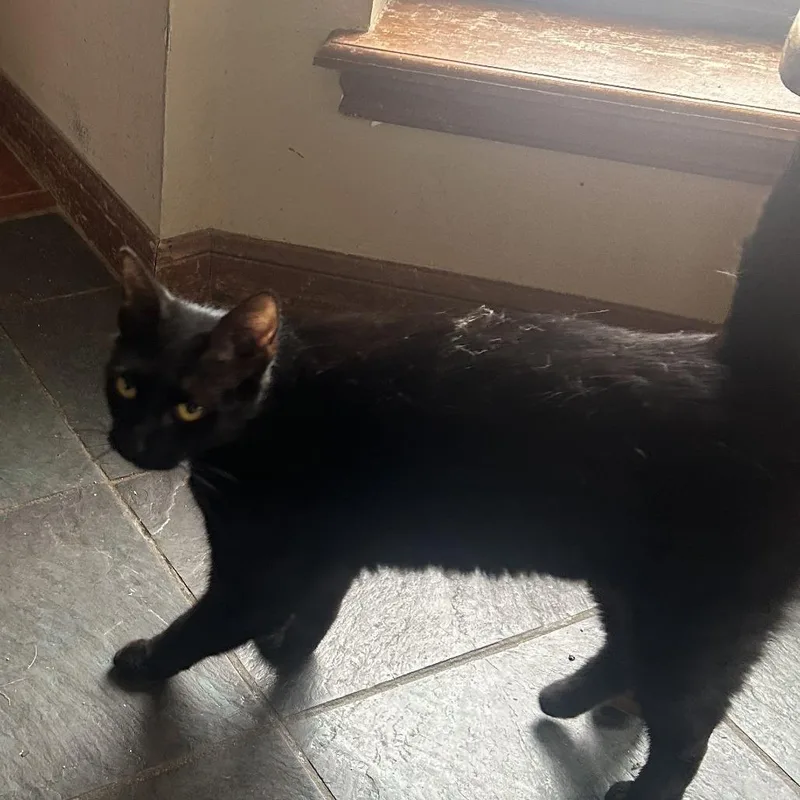 A young medium-sized female Black Domestic Short Hair cat named Midnight NN for adoption in Austin, TX