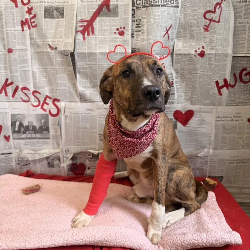An adult medium-sized male Brindle Mixed Breed dog named Teddy for adoption in Red House, WV