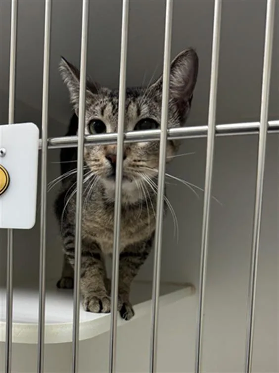 A young medium-sized male Domestic Short Hair cat named Enzo for adoption in Texas City, TX