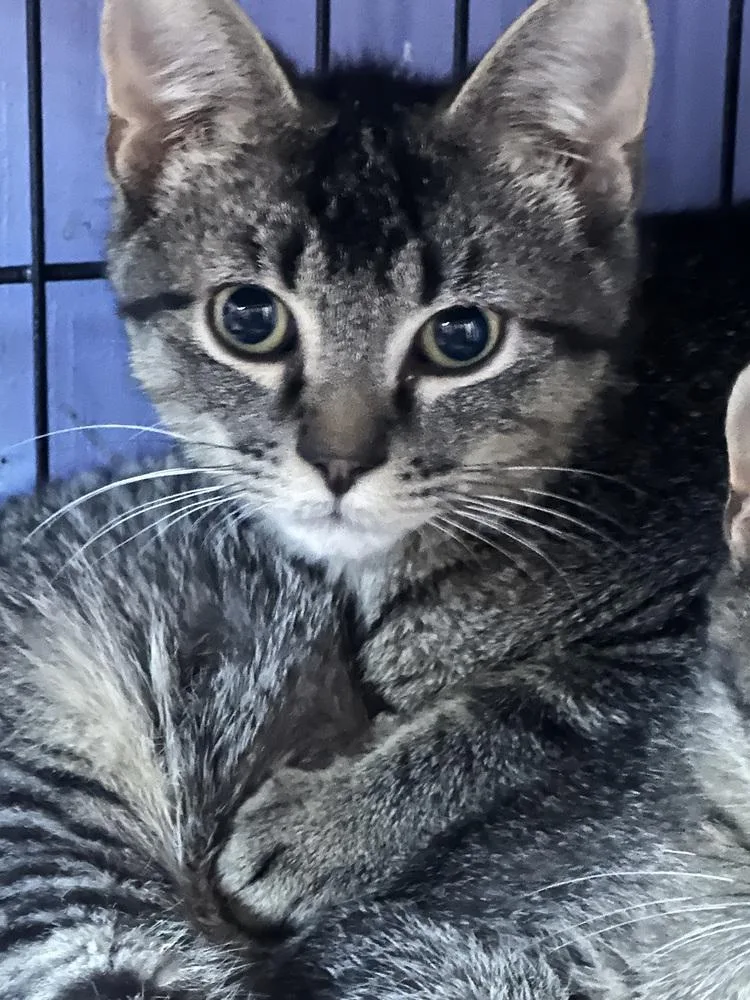 A baby small-sized male Tabby (Brown / Chocolate) Domestic Short Hair cat named Spaghetti for adoption in Virginia Beach, VA