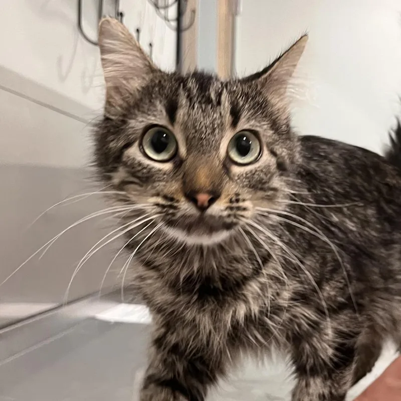An adult medium-sized female Brown / Chocolate Domestic Short Hair cat named Kohl for adoption in Washburn, MO