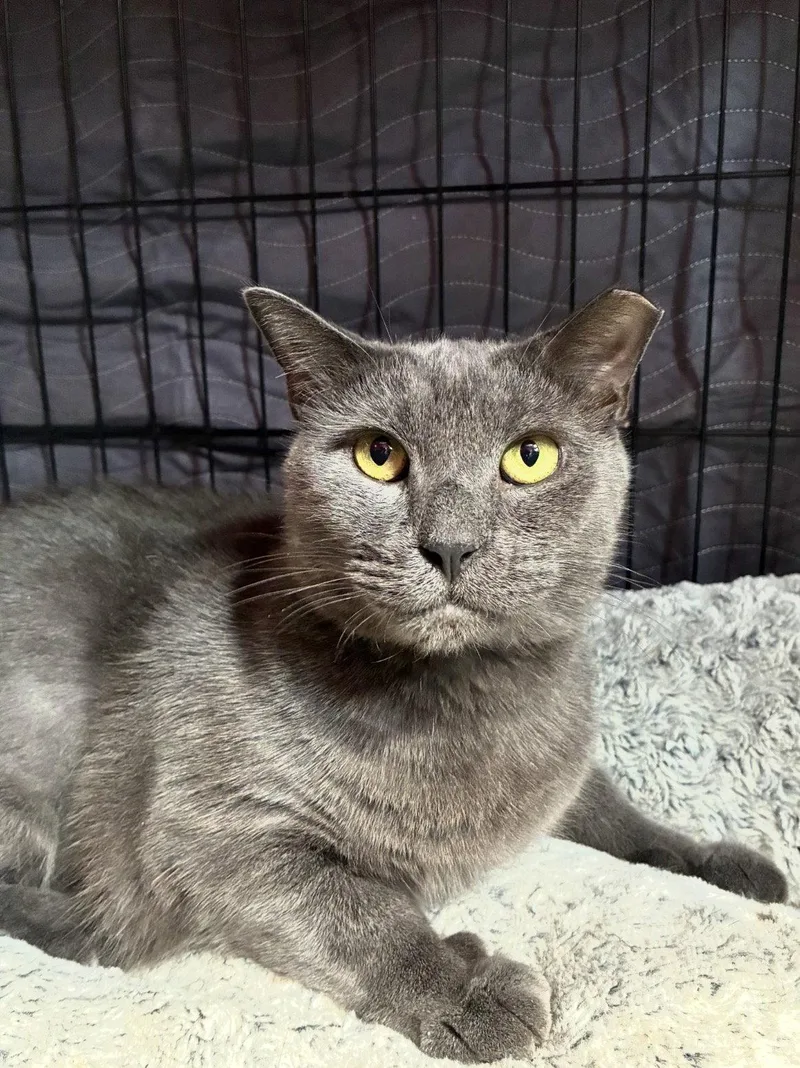 An adult medium-sized male Gray / Blue / Silver Domestic Short Hair cat named Russell for adoption in Brooklyn, NY