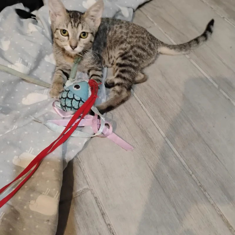 A baby medium-sized male Cream / Ivory Tiger cat named Viva La Vida Tan for adoption in Phoenix, AZ