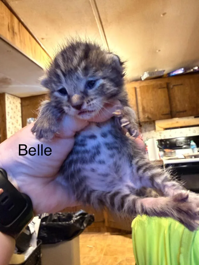 A baby medium-sized female Domestic Short Hair cat named Belle for adoption in Johnson City, TN