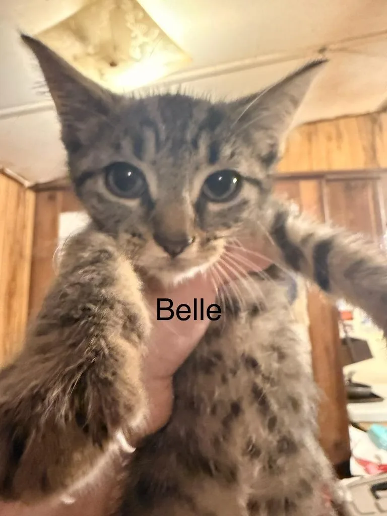 Belle thumbnail 3