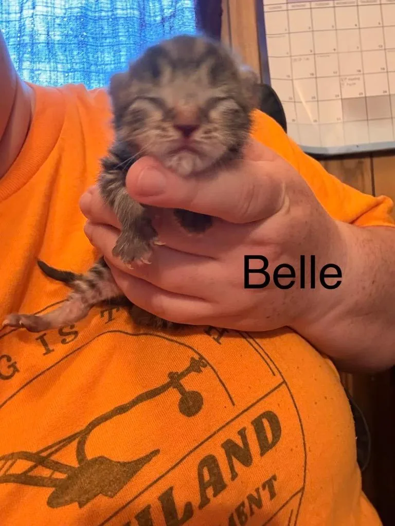 Belle thumbnail 4
