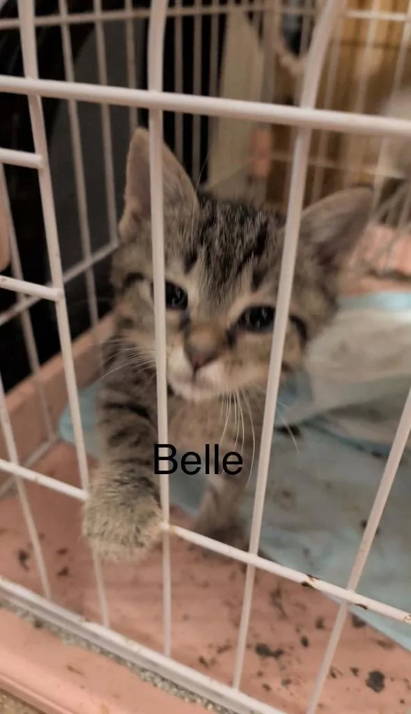 Belle thumbnail 6