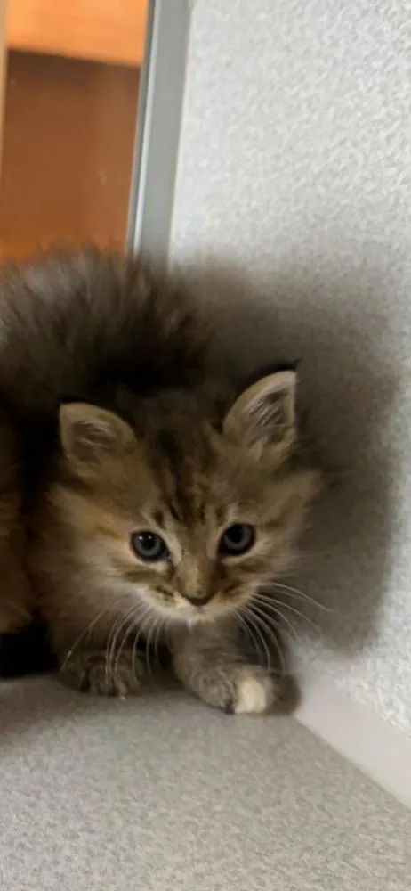 A baby small-sized female Domestic Long Hair cat named Jeepers for adoption in Marietta, GA