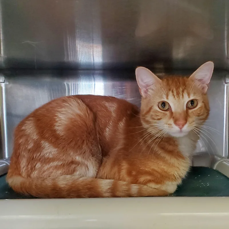 An adult medium-sized male Tabby (Orange / Red) Domestic Short Hair cat named Sunny D for adoption in Jersey city, NJ
