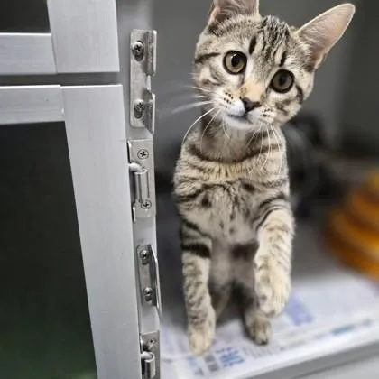 A baby medium-sized female Brown / Chocolate Domestic Short Hair cat named Sylvie for adoption in Sacramento, CA