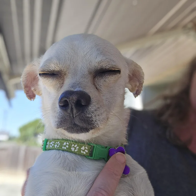 Gus Gus