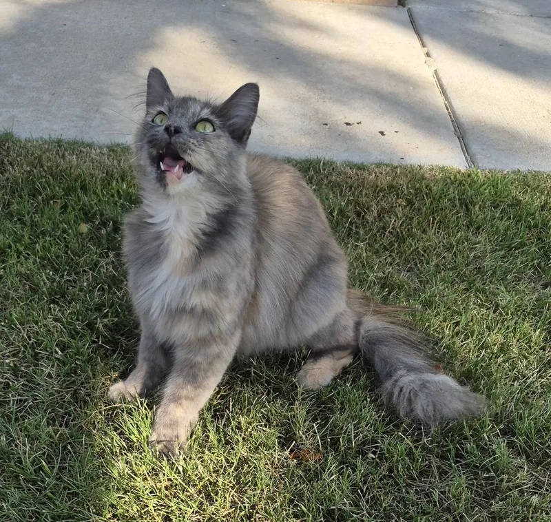 Coco