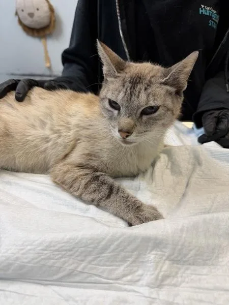 An adult small-sized female Domestic Short Hair cat named Athena for adoption in San Diego, CA