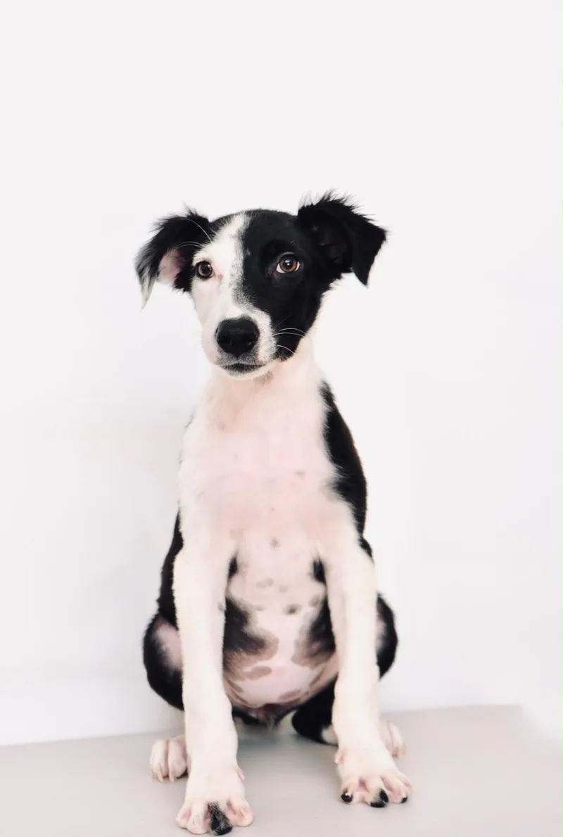 A baby medium-sized female Border Collie dog named Costco for adoption in San Diego, CA