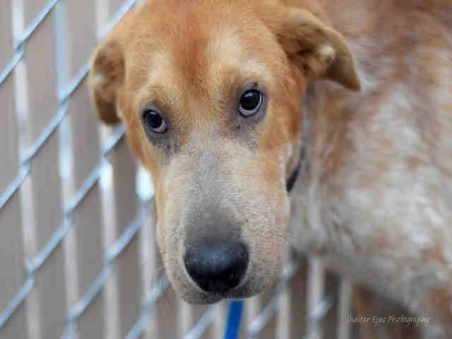 A senior medium-sized male Shar-Pei dog named Clyde for adoption in Tucson, AZ