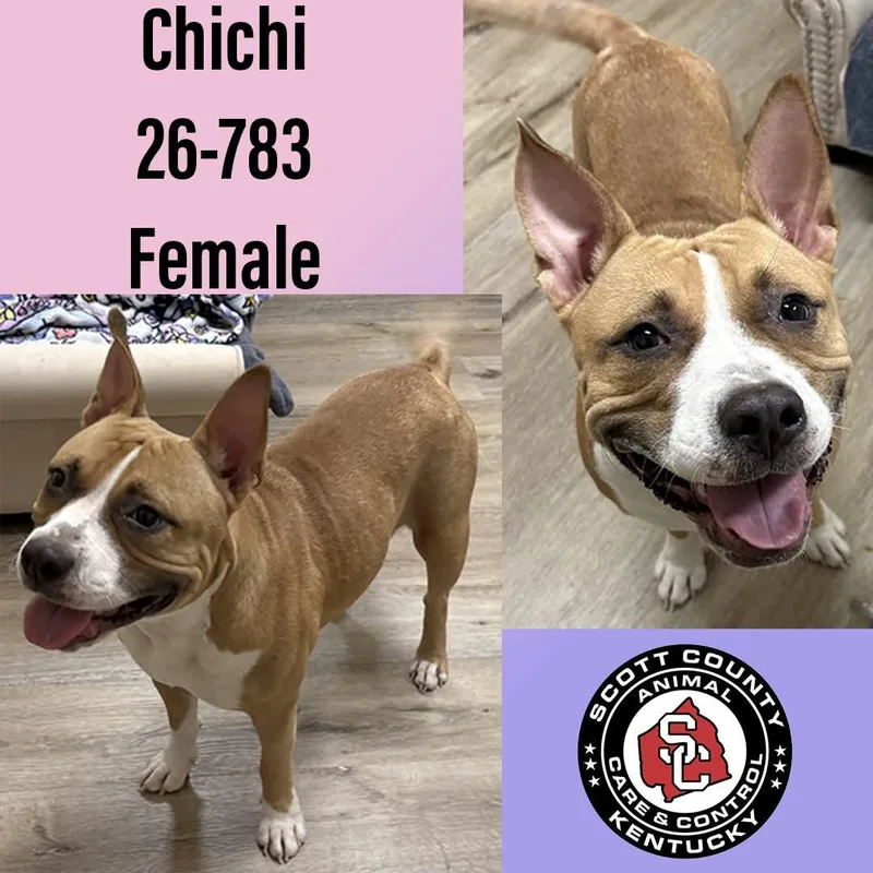 An adult large-sized female Pit Bull Terrier dog named Chichi for adoption in Georgetown, KY