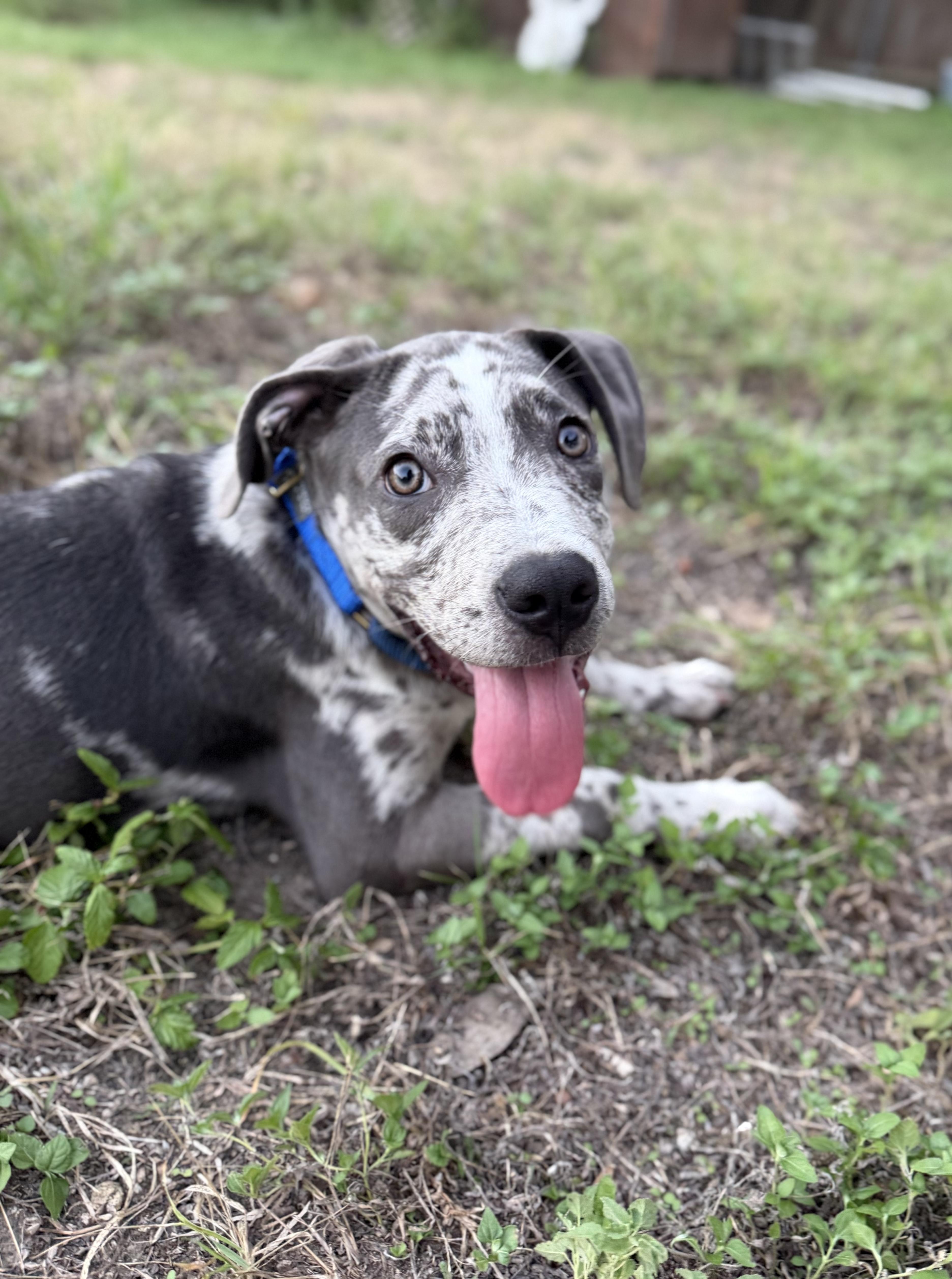 A baby large-sized female Great Dane dog named Magpie for adoption in Pflugerville, TX