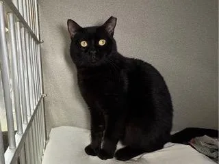A young medium-sized male Black Domestic Short Hair cat named Midnight Rider for adoption in Sharpsville, PA