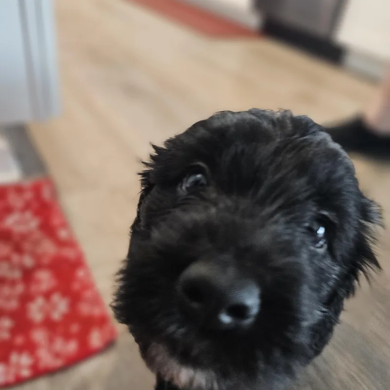 A baby medium-sized female Black Bernadoodle dog named Poppy Springfield for adoption in O Fallon, IL
