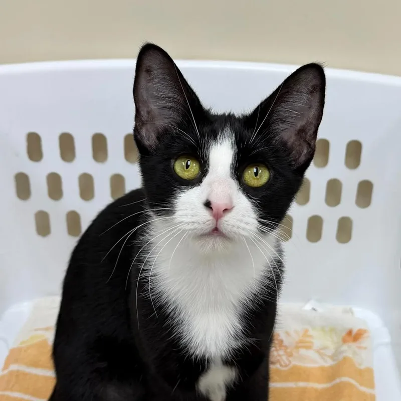 A young small-sized female Domestic Short Hair cat named Steinway for adoption in State College, PA