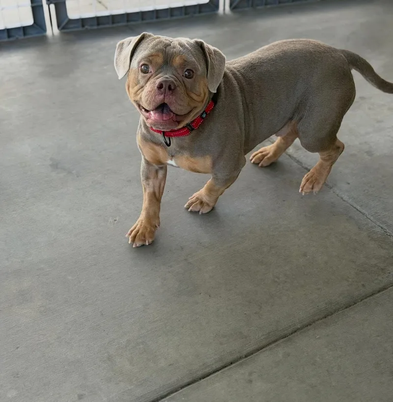A young medium-sized male Bulldog dog named Tyke for adoption in Las Vegas, NV