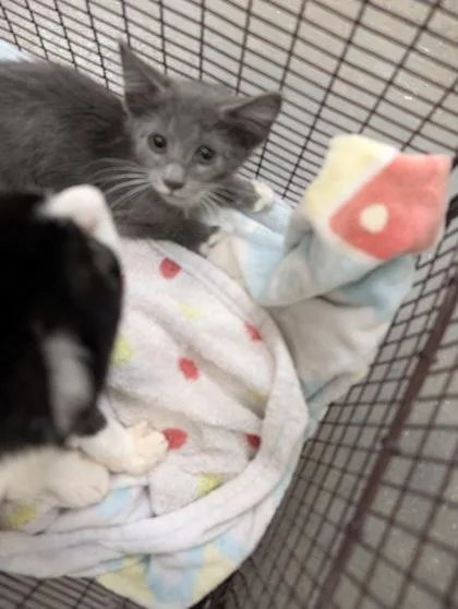 A baby small-sized female Domestic Short Hair cat named Jenny for adoption in Independence, MO