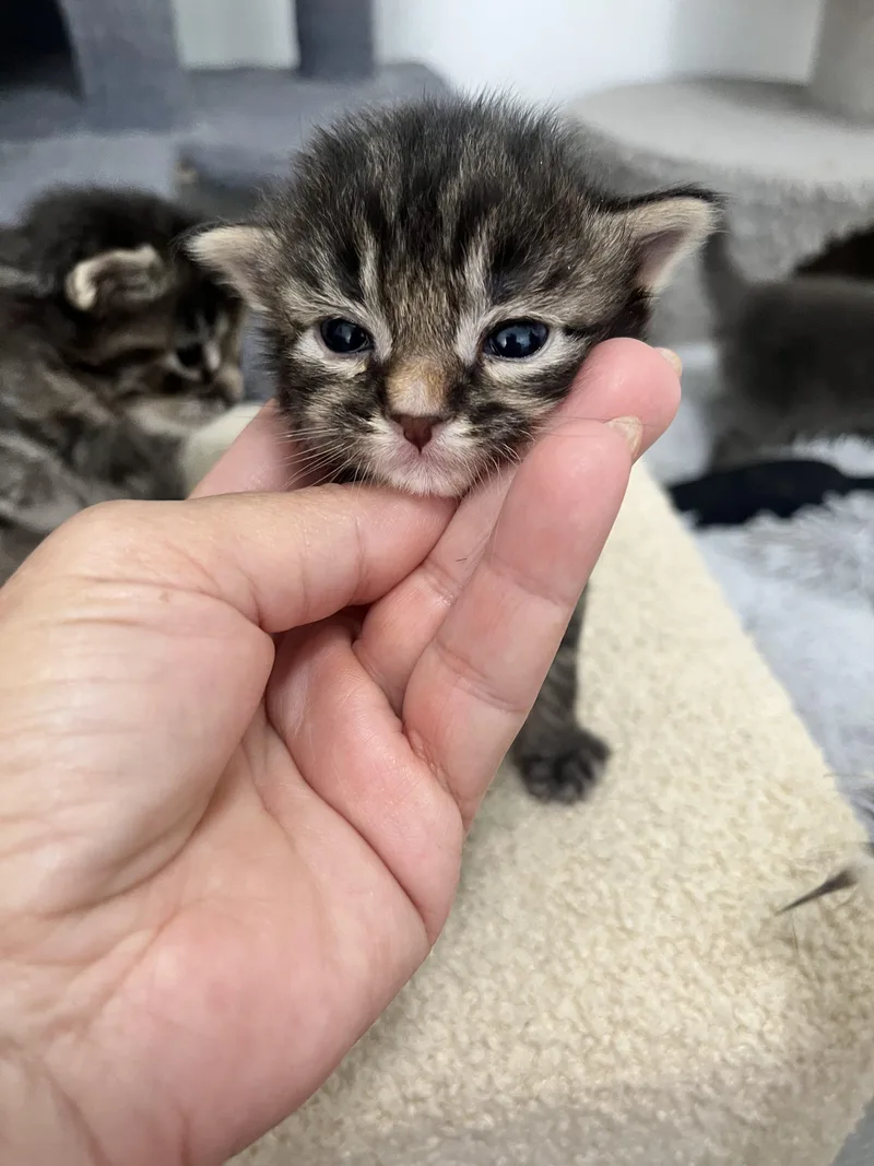 A baby small-sized male Dilute Tortoiseshell Domestic Medium Hair cat named Peep for adoption in Paulina, LA