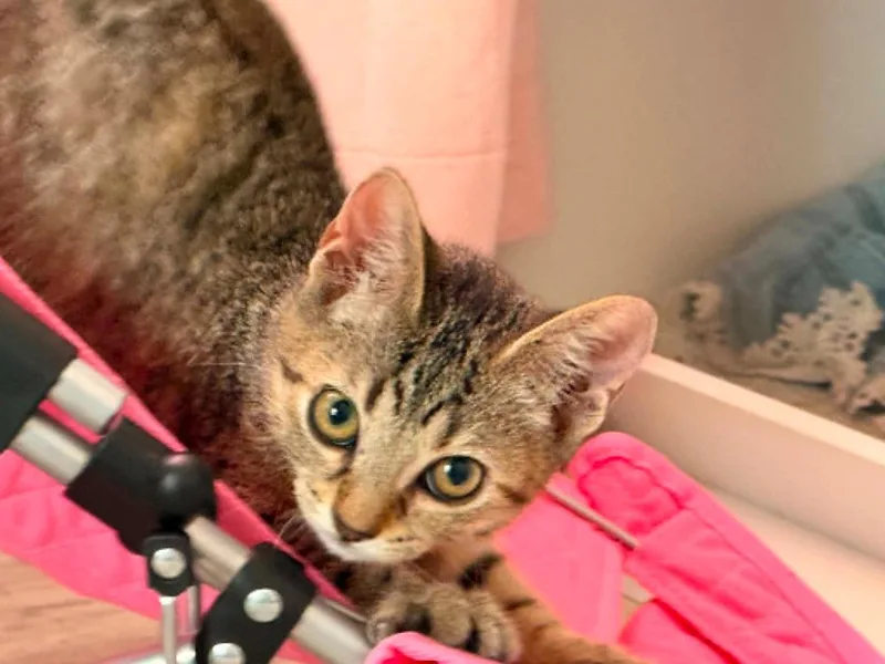 A baby medium-sized female Domestic Short Hair cat named Addy for adoption in New Braunfels, TX