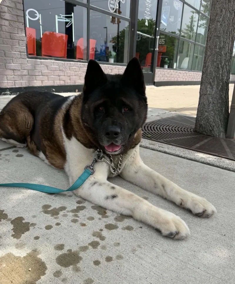 An adult extra large-sized male Akita dog named Panda for adoption in Chicago, IL