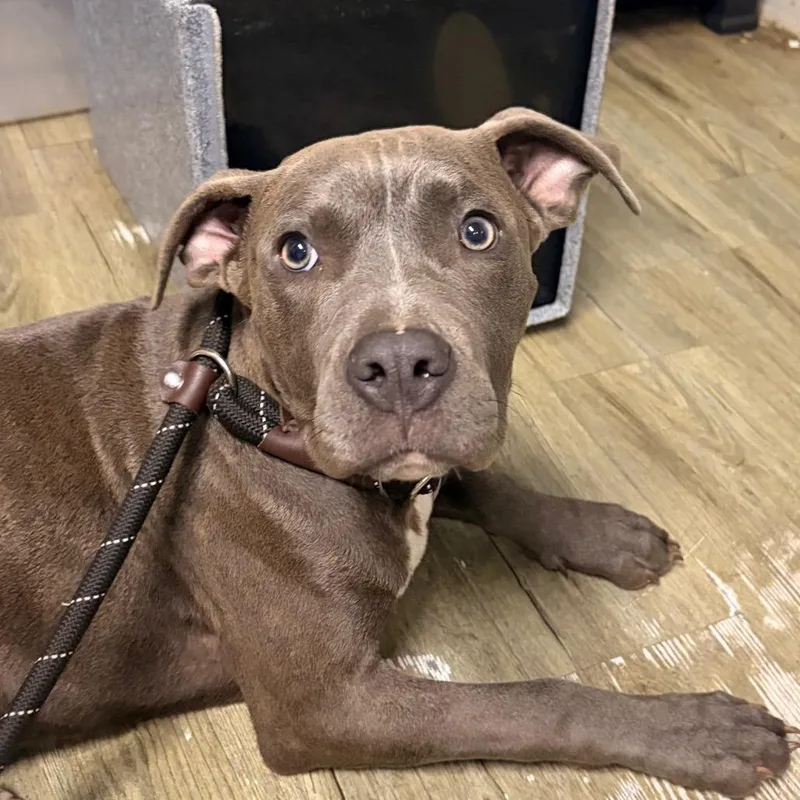A young medium-sized male Gray / Blue / Silver Mixed Breed dog named Null for adoption in Summerville, SC
