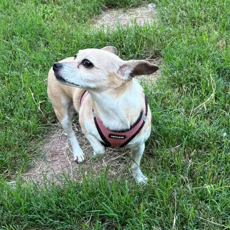 A senior small-sized female Apricot / Beige Chihuahua dog named Lucy for adoption in Warren, RI