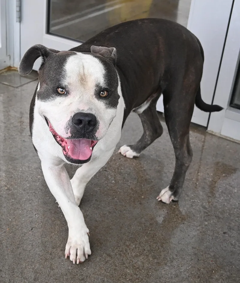 An adult medium-sized male Gray / Blue / Silver Pit Bull Terrier dog named 22639 for adoption in Broken Arrow, OK
