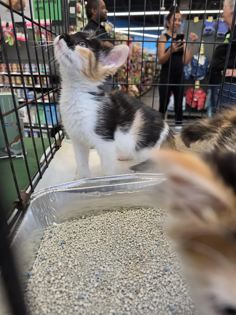 A baby medium-sized female Calico Domestic Short Hair cat named Victoria for adoption in Maitland, FL