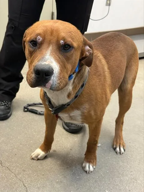 A young medium-sized male Boxer dog named Navy for adoption in Tucson, AZ