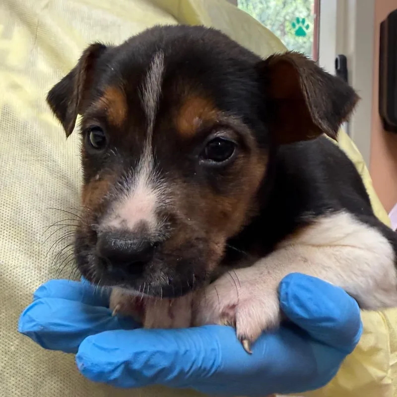 A baby small-sized male Black Mixed Breed dog named Strawberry for adoption in Hamilton, GA