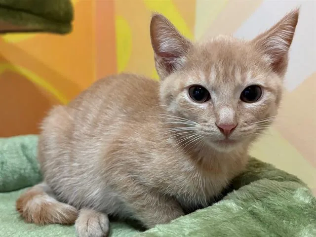 Mochi